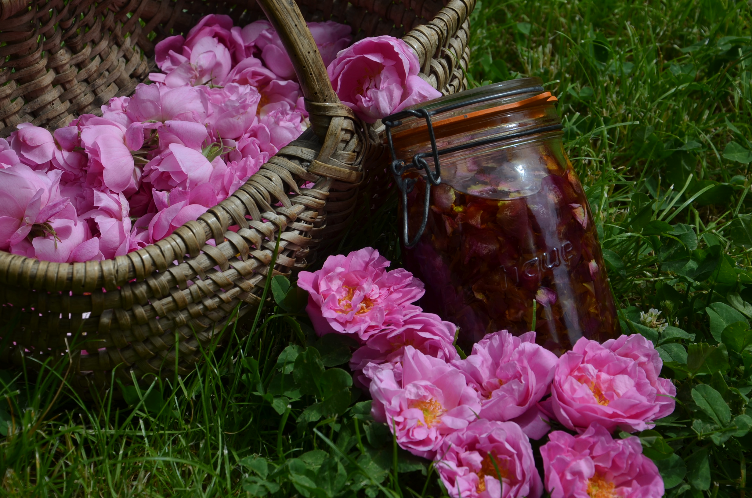 Macérat d'exception de Rose de Damas dans l'huile de jojoba.