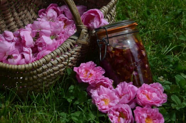 Macération solaire de pétales de Rose de damas dans le jojoba